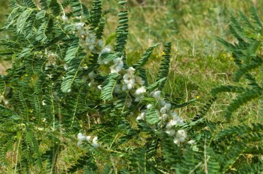 Astragalus. milkvetch. keçi-thorn. sarmaşık gibi. astragalus sieversianus. Kazakistan. Tien Shan. Trans-Ili Alatau