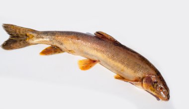 Diptychus maculatus. Bir dağ dere yakalanan balık