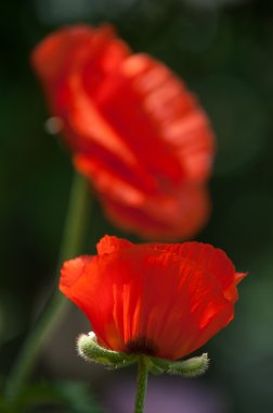 Poppy. gösterişli çiçekler, sütlü sap ve yuvarlak tohum kapsülleri ile otsu bir bitki. morfin ve kodein gibi ilaçlar