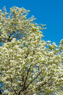 Çikolata kaplı çilek. Tatlı barda çikolata batırılmış çilek. 