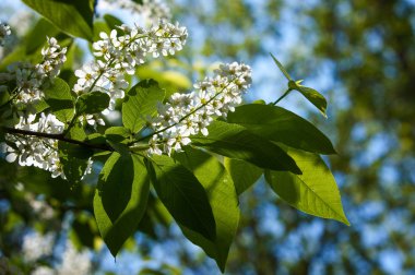 Kuş kiraz çiçekleri. kuş-kiraz ağacı