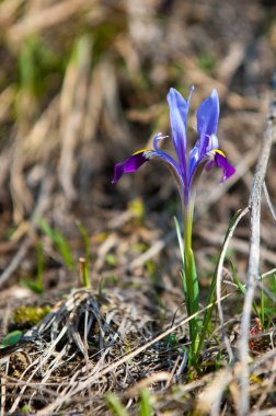  Iris pumila. Tanrıların habercisi olarak hareket gökkuşağı tanrıçası.