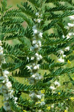 Astragalus. milkvetch. keçi-thorn. sarmaşık gibi. astragalus sieversianus. Kazakistan. Tien Shan. Trans-Ili Alatau