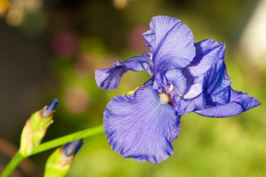 Glayöl, kılıç lily, gladiole, sevindim. Iris ailesinin kılıç şeklinde olan bir eski dünya bitki yaprakları ve parlak renkli çiçek, bahçelerde ve kesme çiçek olarak popüler tırmanıştır.