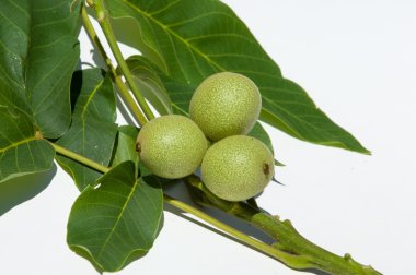 olgunlaşmamış ceviz. ceviz. İçinde studi fotoğrafı