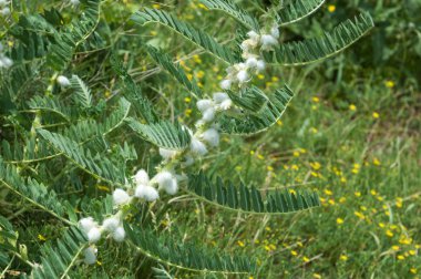Astragalus. milkvetch. keçi-thorn. sarmaşık gibi. astragalus sieversianus. Kazakistan. Tien Shan. Trans-Ili Alatau