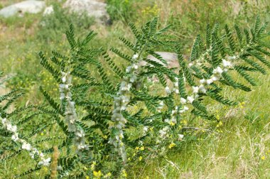 Astragalus. milkvetch. keçi-thorn. sarmaşık gibi. astragalus sieversianus. Kazakistan. Tien Shan. Trans-Ili Alatau