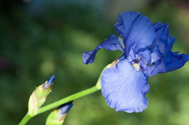 Glayöl, kılıç lily, gladiole, sevindim. Iris ailesinin kılıç şeklinde olan bir eski dünya bitki yaprakları ve parlak renkli çiçek, bahçelerde ve kesme çiçek olarak popüler tırmanıştır.