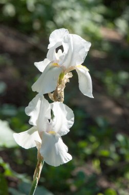 Glayöl, kılıç lily, gladiole, sevindim. Iris ailesinin kılıç şeklinde olan bir eski dünya bitki yaprakları ve parlak renkli çiçek, bahçelerde ve kesme çiçek olarak popüler tırmanıştır.