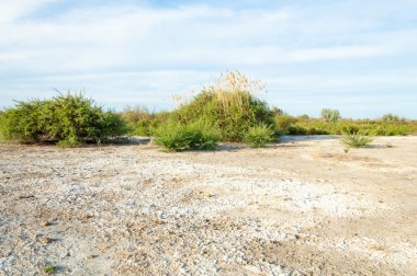 Serum fizyolojik bozkır. Ölü bitkiler. Sıcak yaz. cansız yanıp kavrulmuş dünyamız. Kazakistan çıplak bozkır
