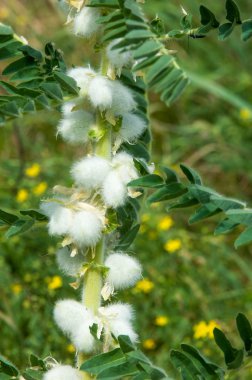 Astragalus. milkvetch. keçi-thorn. sarmaşık gibi. astragalus sieversianus. Kazakistan. Tien Shan. Trans-Ili Alatau