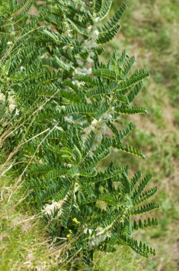 Astragalus. milkvetch. keçi-thorn. sarmaşık gibi. astragalus sieversianus. Kazakistan. Tien Shan. Trans-Ili Alatau