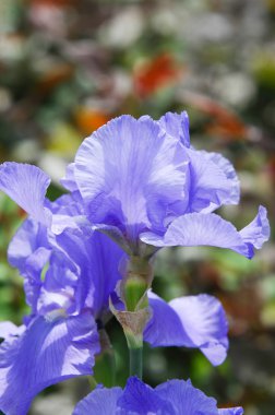 Glayöl, kılıç lily, gladiole, sevindim. Iris ailesinin kılıç şeklinde olan bir eski dünya bitki yaprakları ve parlak renkli çiçek, bahçelerde ve kesme çiçek olarak popüler tırmanıştır.