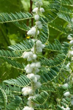 Astragalus. milkvetch. keçi-thorn. sarmaşık gibi. astragalus sieversianus. Kazakistan. Tien Shan. Trans-Ili Alatau