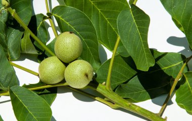 Ceviz süt kemâl. değil olgun, yeşil. Ceviz, nutwood, ceviz ağacı. tamamlayan bir başka yeşil bir meyve içine sert bir kabuk içinde bulunan oluşan bir yaprak döken ağaç büyük buruşuk yemeklik tohum.