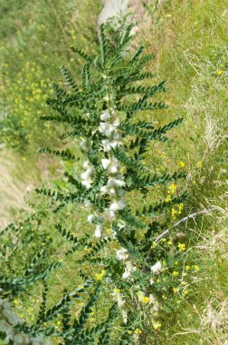 Astragalus. milkvetch. keçi-thorn. sarmaşık gibi. astragalus sieversianus. Kazakistan. Tien Shan. Trans-Ili Alatau