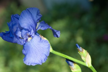 Glayöl, kılıç lily, gladiole, sevindim. Iris ailesinin kılıç şeklinde olan bir eski dünya bitki yaprakları ve parlak renkli çiçek, bahçelerde ve kesme çiçek olarak popüler tırmanıştır.