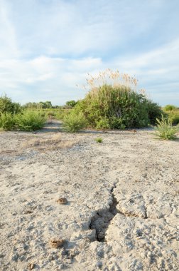 Serum fizyolojik bozkır. Ölü bitkiler. Sıcak yaz. cansız yanıp kavrulmuş dünyamız. Kazakistan çıplak bozkır
