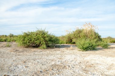 Serum fizyolojik bozkır. Ölü bitkiler. Sıcak yaz. cansız yanıp kavrulmuş dünyamız. Kazakistan çıplak bozkır