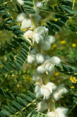 Astragalus. milkvetch. keçi-thorn. sarmaşık gibi. astragalus sieversianus. Kazakistan. Tien Shan. Trans-Ili Alatau