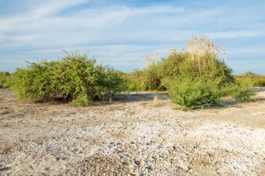 Serum fizyolojik bozkır. Ölü bitkiler. Sıcak yaz. cansız yanıp kavrulmuş dünyamız. Kazakistan çıplak bozkır