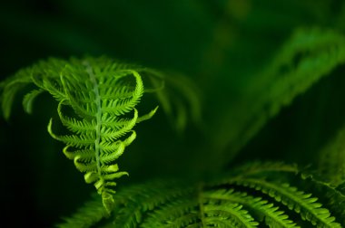 Fern, fren. tüylü veya yapraklı yaprakları ve yaprakları renktedir yayımlanan sporlar yoluyla ürer flowerless bir bitki.