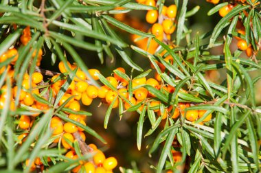 cehri çilek. Deniz topalak.  