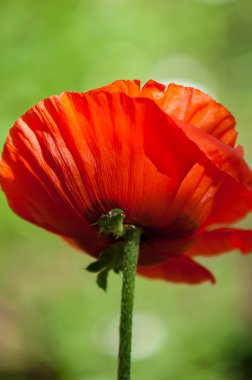 Poppy. gösterişli çiçekler, sütlü sap ve yuvarlak tohum kapsülleri ile otsu bir bitki. morfin ve kodein gibi ilaçlar