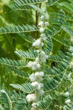 Astragalus. milkvetch. keçi-thorn. sarmaşık gibi. astragalus sieversianus. Kazakistan. Tien Shan. Trans-Ili Alatau