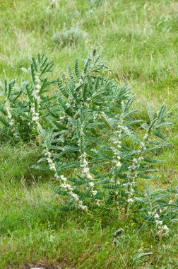 Astragalus. milkvetch. keçi-thorn. sarmaşık gibi. astragalus sieversianus. Kazakistan. Tien Shan. Trans-Ili Alatau