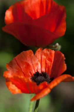 Poppy. gösterişli çiçekler, sütlü sap ve yuvarlak tohum kapsülleri ile otsu bir bitki. morfin ve kodein gibi ilaçlar