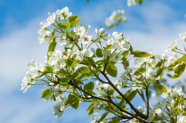 Bahar. elma çiçeği ağaçlarda. çiçekler Apple. beyaz çiçek çiçek açması ağacının kapatın. Beyaz çiçekli elma kiraz ağacının güzel bahar çiçeği. 