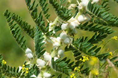 Astragalus. milkvetch. keçi-thorn. sarmaşık gibi. astragalus sieversianus. Kazakistan. Tien Shan. Trans-Ili Alatau