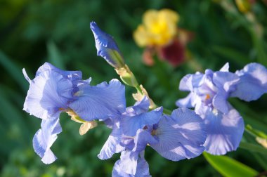 Glayöl, kılıç lily, gladiole, sevindim. Iris ailesinin kılıç şeklinde olan bir eski dünya bitki yaprakları ve parlak renkli çiçek, bahçelerde ve kesme çiçek olarak popüler tırmanıştır.