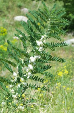Astragalus. milkvetch. keçi-thorn. sarmaşık gibi. astragalus sieversianus. Kazakistan. Tien Shan. Trans-Ili Alatau