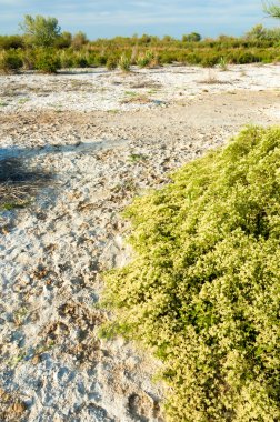 Serum fizyolojik bozkır. Ölü bitkiler. Sıcak yaz. cansız yanıp kavrulmuş dünyamız. Kazakistan çıplak bozkır