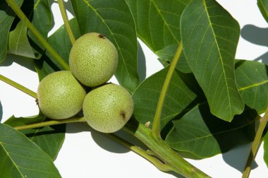 olgunlaşmamış ceviz. ceviz. İçinde studi fotoğrafı