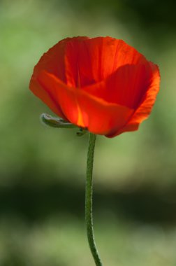Poppy. gösterişli çiçekler, sütlü sap ve yuvarlak tohum kapsülleri ile otsu bir bitki. morfin ve kodein gibi ilaçlar