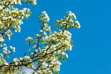 Bahar. elma çiçeği ağaçlarda. çiçekler Apple. beyaz çiçek çiçek açması ağacının kapatın. Beyaz çiçekli elma kiraz ağacının güzel bahar çiçeği. 