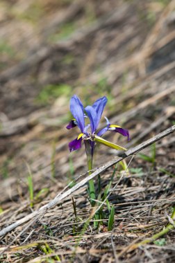  Iris pumila. Tanrıların habercisi olarak hareket gökkuşağı tanrıçası.