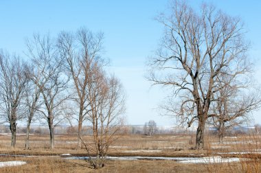 Bahar son kar. Ağaçlar