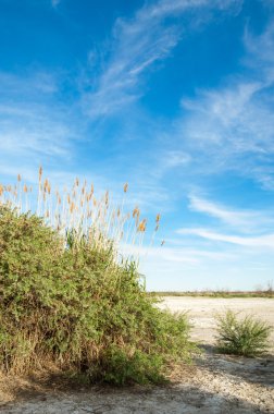 Serum fizyolojik bozkır. Ölü bitkiler. Sıcak yaz. cansız yanıp kavrulmuş dünyamız. Kazakistan çıplak bozkır