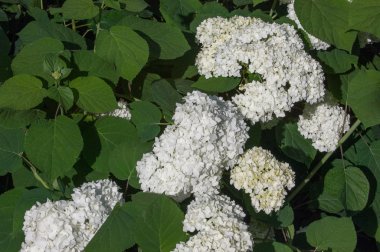 kartopu, guelder yükseldi. Benzer şekilde yakından ilgili highbush kızılcık, bu yaygın olarak Kuzey Amerika'da yetiştirilir. Hanımeli ailesinin yaprak döken bir Avrasya çalı