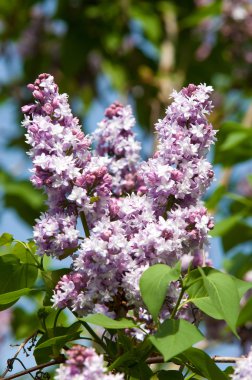 Eflatun çiçekler. Mor ya da beyaz güzel kokulu çiçekler ile büyük bahçe Funda.