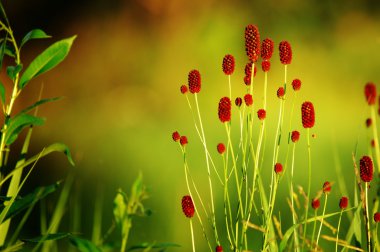  Çayırdüğmesi officinalis. büyük burnet. 