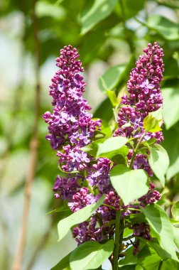 Eflatun çiçekler. Mor ya da beyaz güzel kokulu çiçekler ile büyük bahçe Funda.