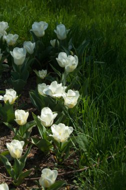 Laleler. Zambak familyasının soğan çiçekli bir bitkisi. Cesurca renklendirilmiş fincan şeklinde çiçekleri var..