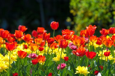Laleler. Zambak familyasının soğan çiçekli bir bitkisi. Cesurca renklendirilmiş fincan şeklinde çiçekleri var..