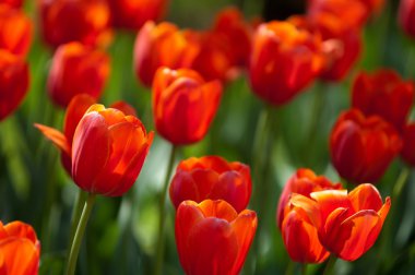 Laleler. Zambak familyasının soğan çiçekli bir bitkisi. Cesurca renklendirilmiş fincan şeklinde çiçekleri var..