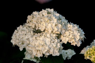 kartopu, guelder yükseldi. Benzer şekilde yakından ilgili highbush kızılcık, bu yaygın olarak Kuzey Amerika'da yetiştirilir. Hanımeli ailesinin yaprak döken bir Avrasya çalı